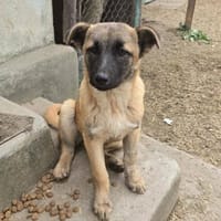 Cioco, liebevoller Welpe sucht Familie, Hündin zur Adoption