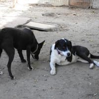 Ozzy, sanfter Riese sucht neues Zuhause, Hund zur Adoption
