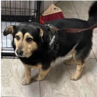 Birlic, kräftiger Bursche sucht Zuhause, Hund zur Adoption
