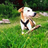 Masha❤sucht Pflege- oder Endstelle, Hündin zur Adoption