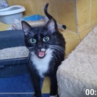 Einsames Paulinchen, Katze zur Adoption