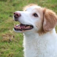 Gnadenplatz für Pepe, Hund zur Adoption