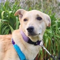 GIOVANNI PICCOLO -Dank Urlauber gerettet, Hund zur Adoption