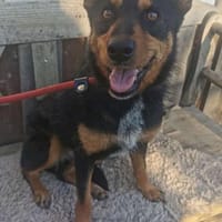 Sonnenschein sucht Dich, Hündin zur Adoption