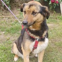 Lola, brave Hündin sucht neue Familie, Hündin zur Adoption