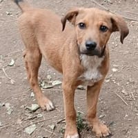 Barnus sucht seine Familie, Hund zur Adoption