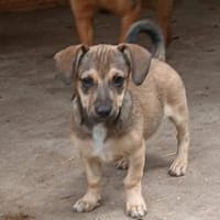 Berry will nicht im TH aufwachsen, Hund zur Adoption