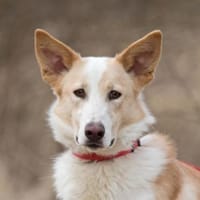 Bella❤sucht Für-Immer-Zuhause, Hündin zur Adoption