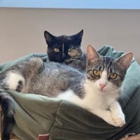 Sierra & Dori suchen Ihr Traumzuhause, Katze zur Adoption