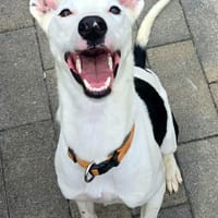 Chess ein hübscher Junge, Hund zur Adoption