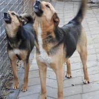 Ala, freundliche, Hündin sucht Zuhause, Hündin zur Adoption