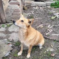 Lass dich von Cassandra verzaubern, Hündin zur Adoption