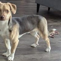 Luis wartet auf seine Familie, Hund zur Adoption