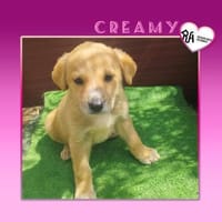 💜 CREAMY 💜- KLEINES HERZ AUF 4 PFOTEN, Hündin zur Adoption