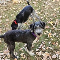 Patty, verspielte Hündin sucht Zuhause, Hund zur Adoption
