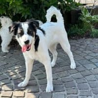 Boli sucht besondere Menschen, Hund zur Adoption