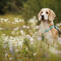 Geben Sie Senior Boston eine Chance?, Hund zur Adoption