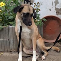 Liebe EMMI sucht ihr Zuhause, Hündin zur Adoption