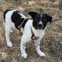 Süßer Engel Picollini, Hund zur Adoption