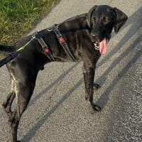 Ringo möchte gefordert werden, Hund zur Adoption