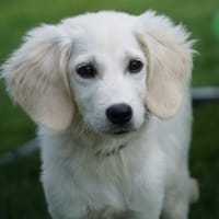 Pinco wünscht sich eigenes Heim, Hund zur Adoption