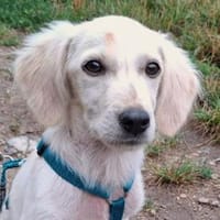Wer gibt Pulco ein Zuhause?, Hund zur Adoption