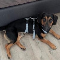 Aktive Menschen für Pepe gesucht, Hund zur Adoption