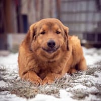 Duplo verliert seine Pflegestelle, Hund zur Adoption