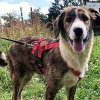 Ermöglichen Sie Peppo ein gutes Leben?, Hund zur Adoption