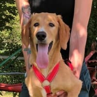 Pepi möchte Vertrauen fassen, Hund zur Adoption