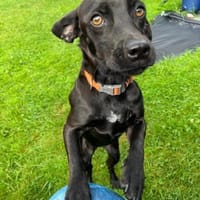 Baia sucht ganz dringend ein Zuhause, Hündin zur Adoption