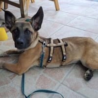 Hier kommt Peggy, Hündin zur Adoption