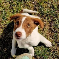 Kleine und zarte Hündin Sarotti, Hündin zur Adoption