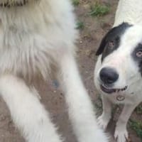 Liebst du Gänseblümchen?, Hündin zur Adoption