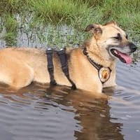 Margo - ein Träumchen, Hündin zur Adoption