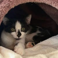 Magic, chatte à adopter