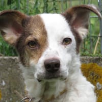 EGYPTE, chienne à adopter