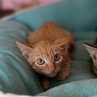 Whiskas, chat à adopter