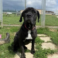SHIVA, chienne à adopter