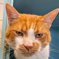 HERON, chat à adopter