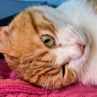 LAURIER, chat à adopter