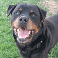 Branko, chien à adopter