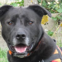 SHINRIN, chien à adopter