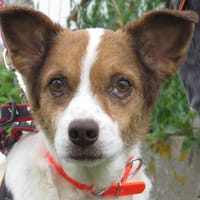 BALI, chien à adopter