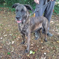 paula, chienne à adopter