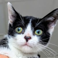 OUAILLEMECIAYE, chat à adopter