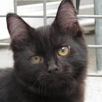MOUSSE, chatte à adopter