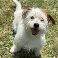 Maestro CAA13836, chien à adopter