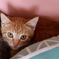 Felix, chat à adopter