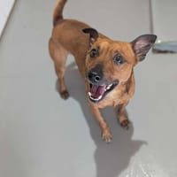 Gribouille, chien à adopter